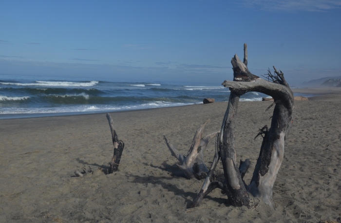 driftwood on beach